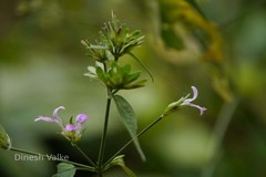 Dicliptera cuneata